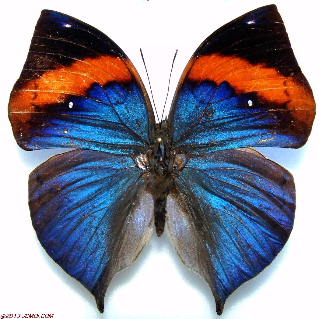 Kallima paralekta male